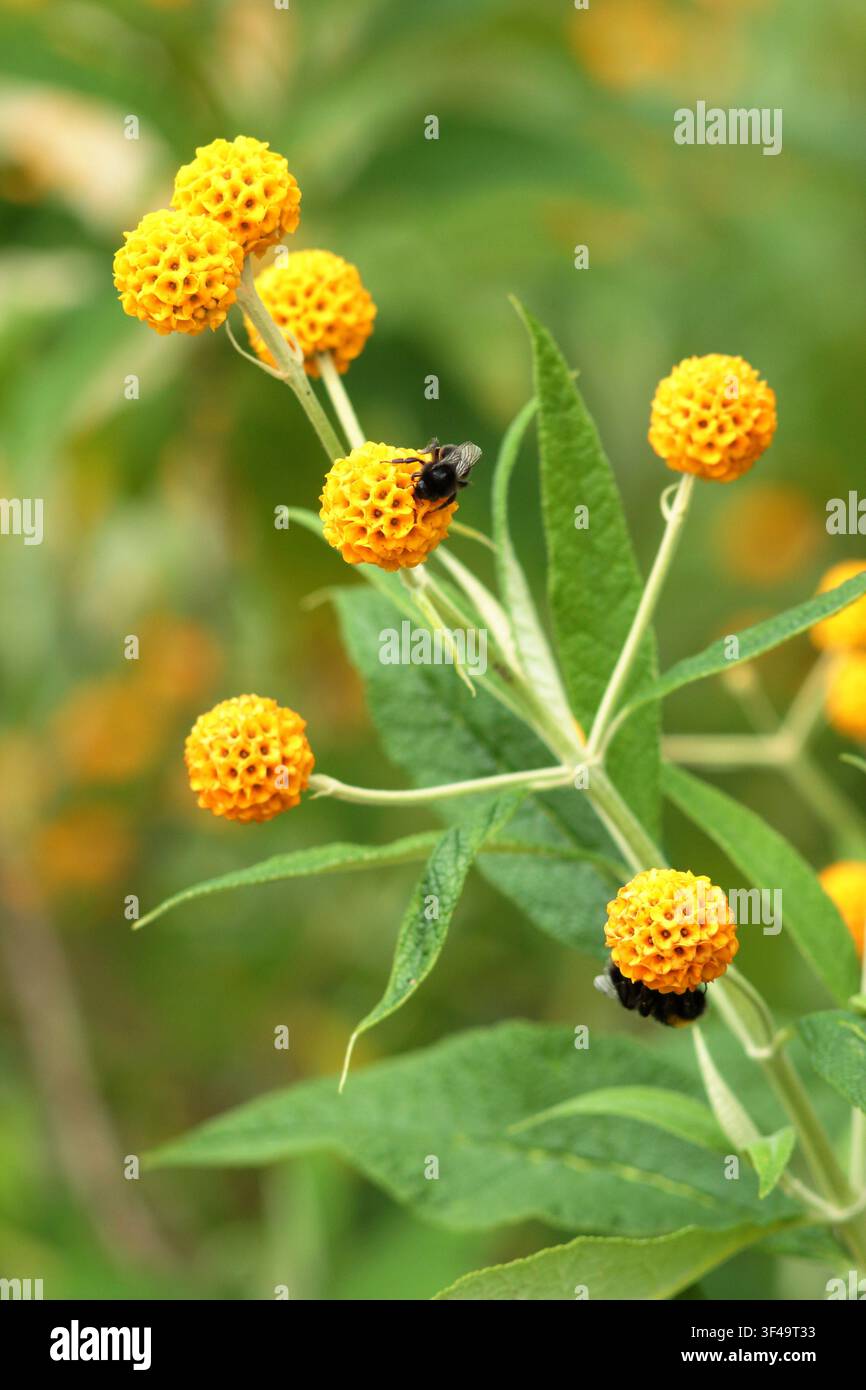 Buddleja globosa, albero a palla arancione, buddleia globosa, arbusto ornamentale, che porta grappoli arancioni di fiori rotondi alla fine della primavera, Regno Unito Foto Stock
