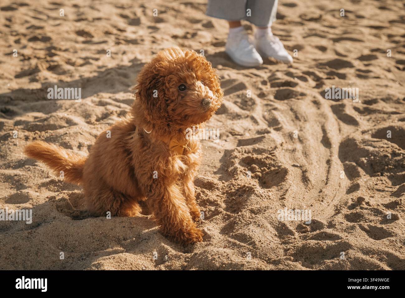 Cucciolo gioca nella sabbia in spiaggia in una giornata di sole con una persona nelle vicinanze Foto Stock
