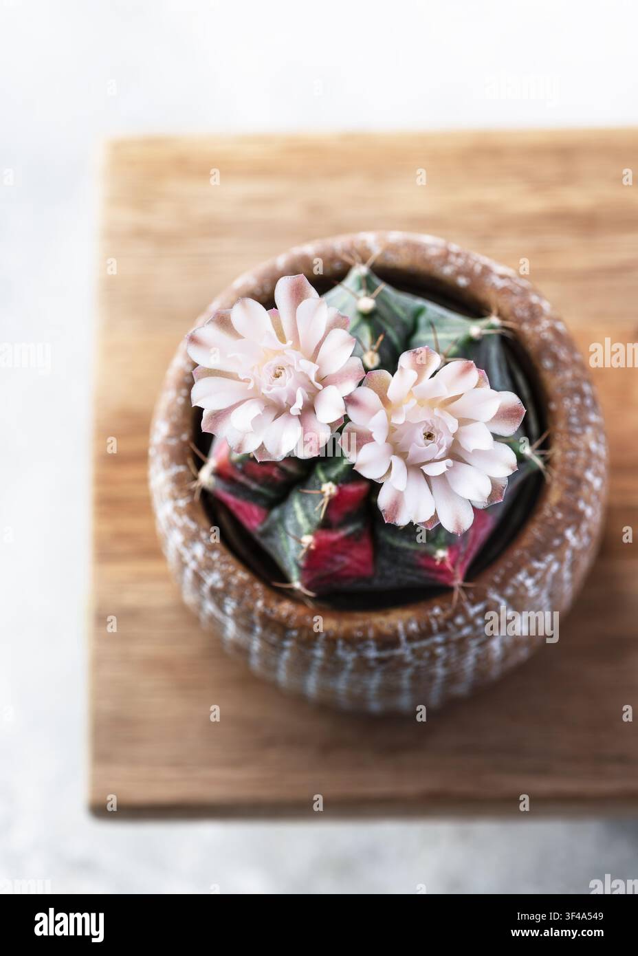 Vibrante cactus variegato (Gymnocalycium mihanovichii) con sorprendenti motivi rosa e verde scuro che fiorisce con due fiori rosa chiaro Foto Stock