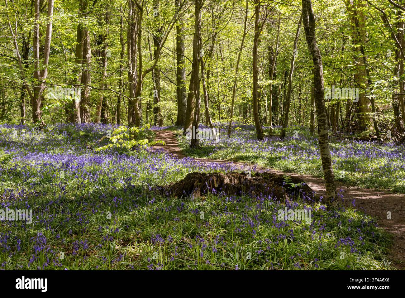 Un tappeto spesso di campanule selvatiche blu copre una riva boscosa tra le basi degli alberi muschiose in una foresta primaverile. I fiori densi blu-viola e la vegetazione verde fresca Foto Stock