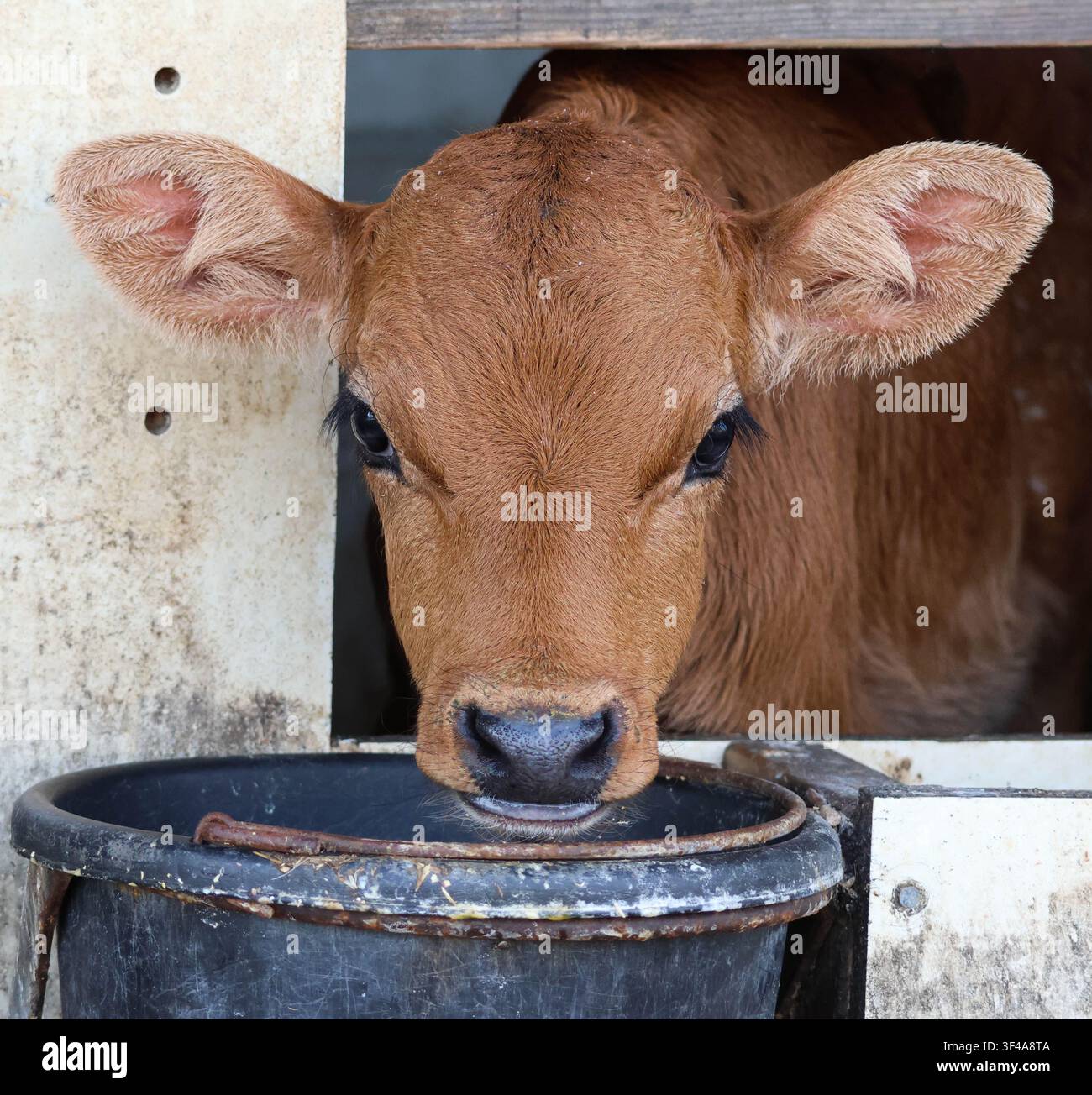 Un vitello Brown Swiss recentemente separato dalla sua madre fissa un nuovo mondo con quegli occhi morbidi e meravigliosi pieni di stupore. Foto Stock