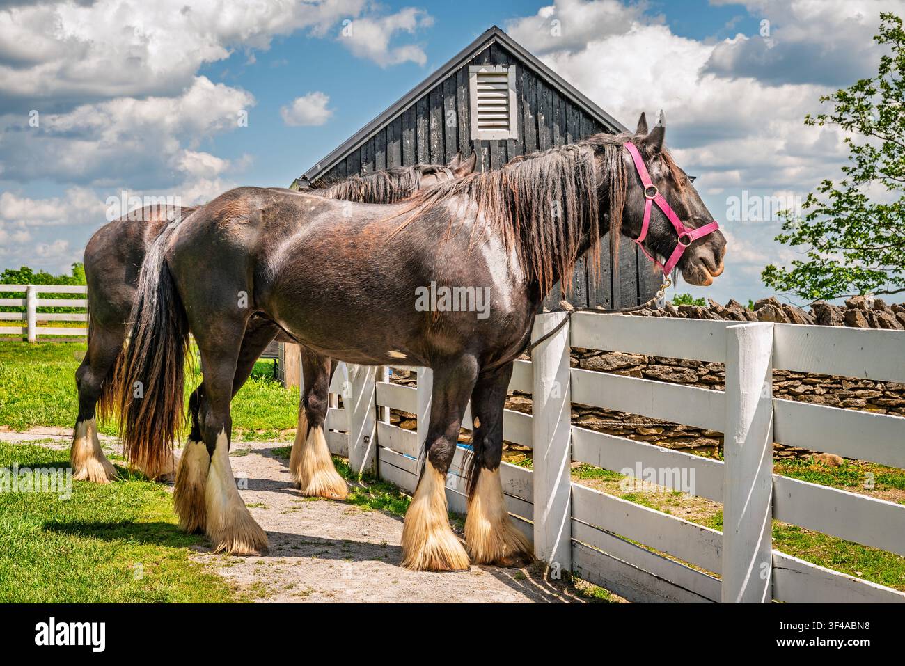 Due cavalli Clydesdale in piedi accanto a una recinzione bianca in una fattoria rurale nel Kentucky centrale negli Stati Uniti in una giornata di sole Foto Stock