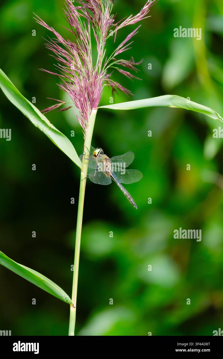 Libellula che riposa su uno stelo d'erba alto con testa di seme colorata sullo sfondo di un verde profondo naturale in un habitat estivo tranquillo. Foto Stock