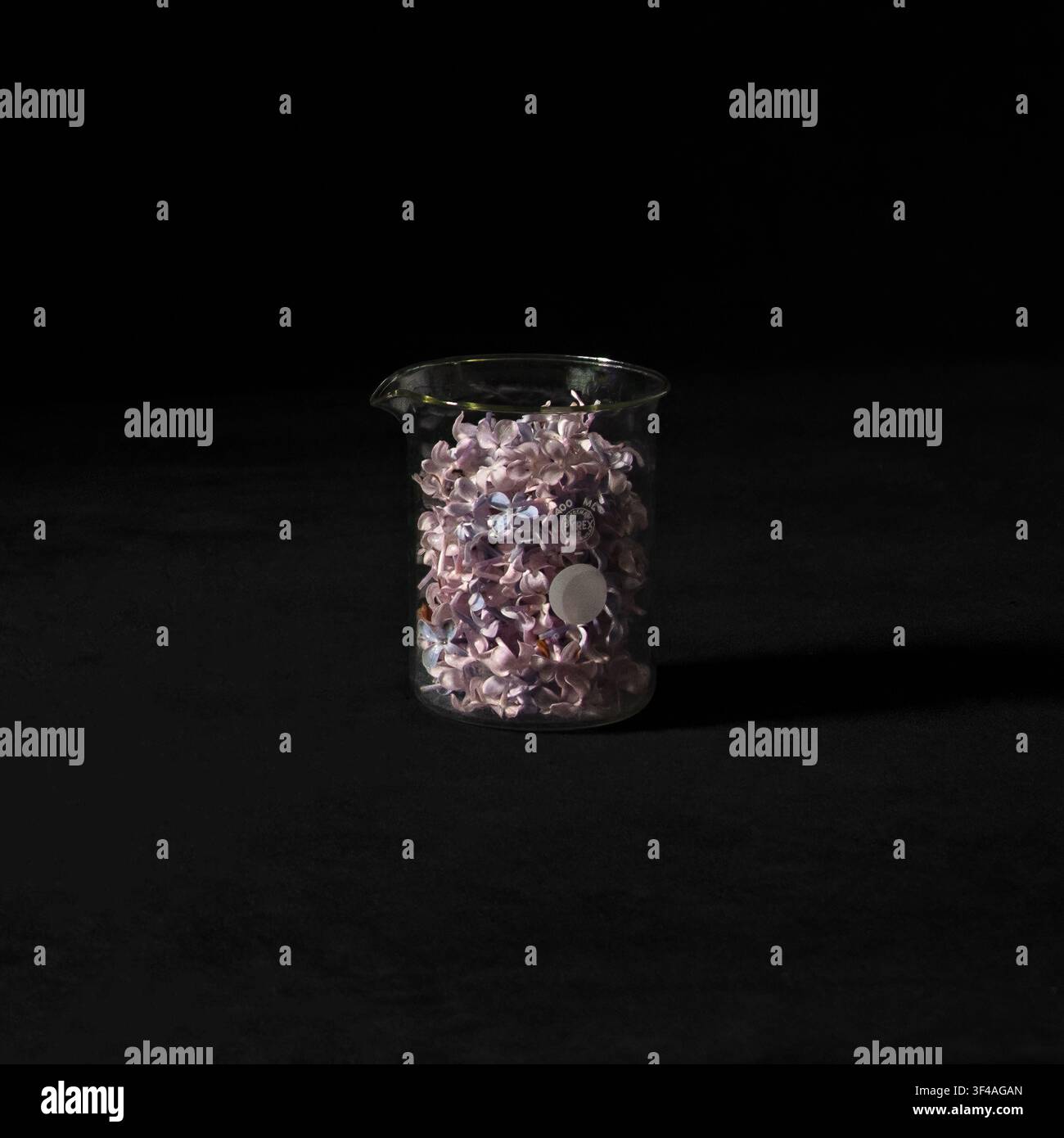Fiori di lillà (Syringa vulgaris) in un bicchiere di vetro borosilicato su uno sfondo di velluto nero. Foto Stock