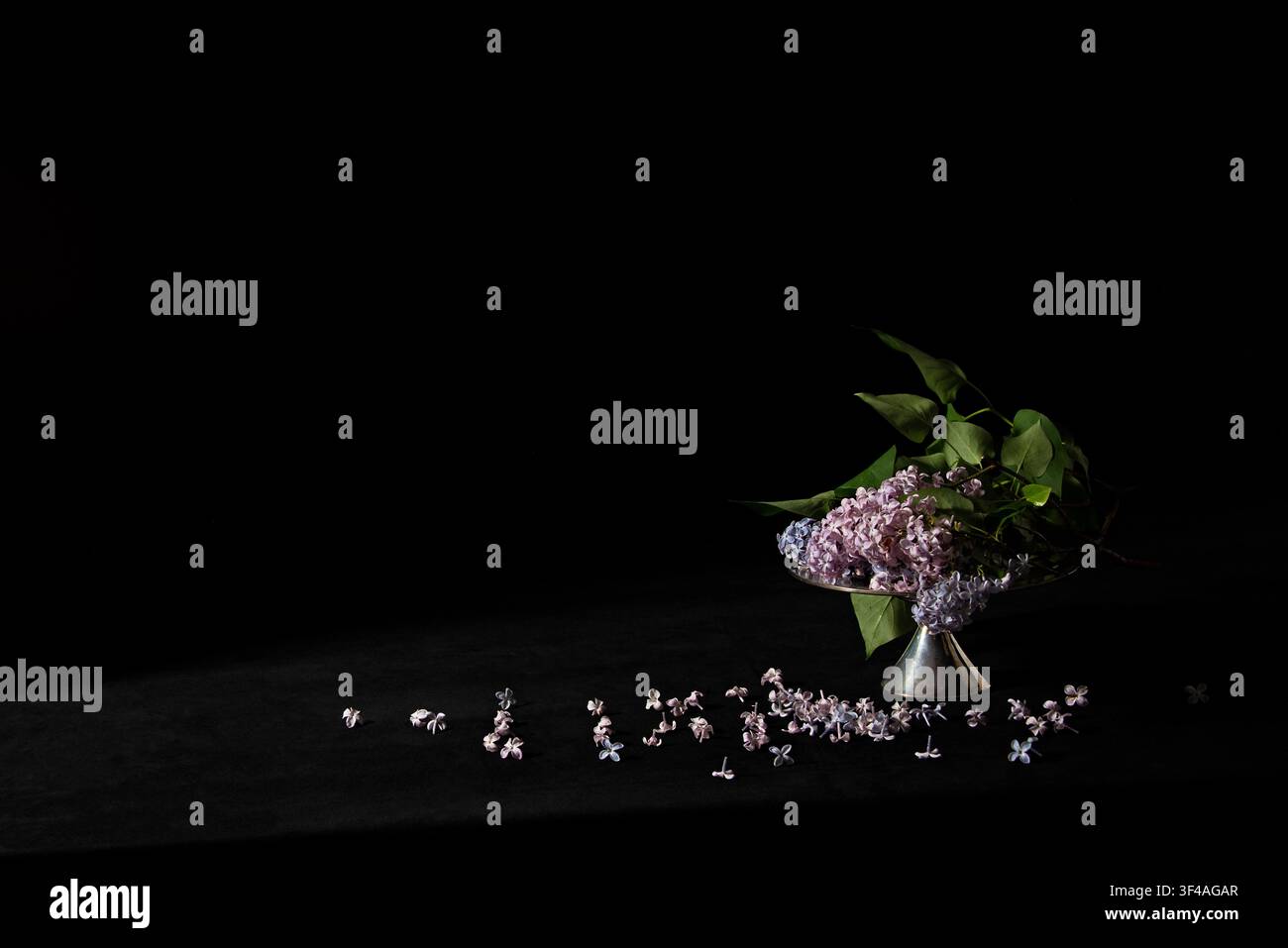 Fiori di lillà disposti su un supporto per torta moderno in argento sterling di metà secolo su sfondo di velluto nero, singole floretti sparsi sul tavolo. Foto Stock