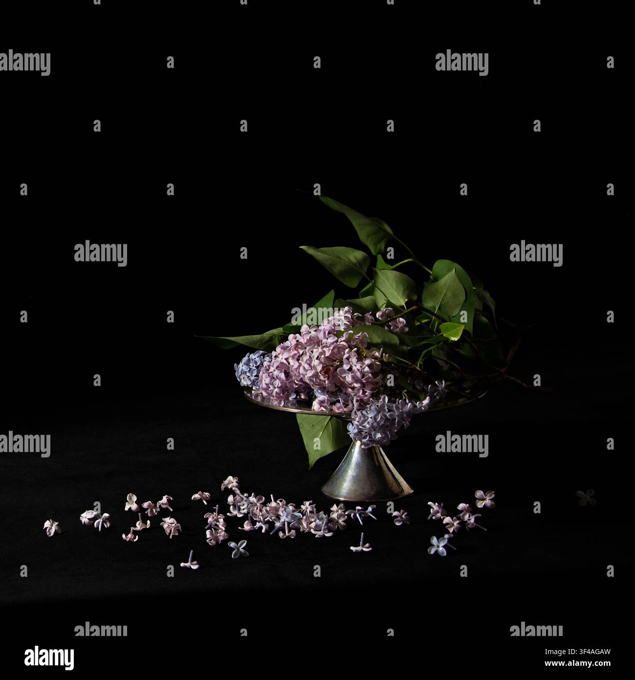Fiori di lillà disposti su un supporto per torta moderno in argento sterling di metà secolo su sfondo di velluto nero, singole floretti sparsi sul tavolo. Foto Stock