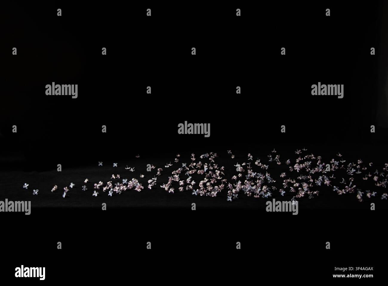 Fiori di lillà sparsi su una tovaglia di velluto nero. Foto Stock