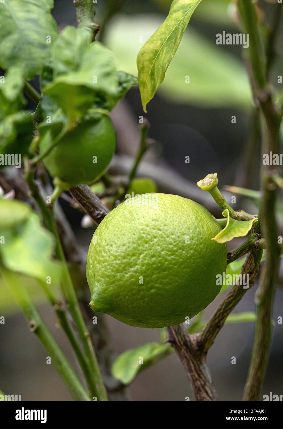 Albero di lime, frutto di una pianta di agrumi in primo piano. Citrus aurantiifolia, lime verde appeso a un ramo di cespuglio. Tempo di raccolta. Piantagione di giardino in Sudafrica. Sfondo naturale. Foto Stock
