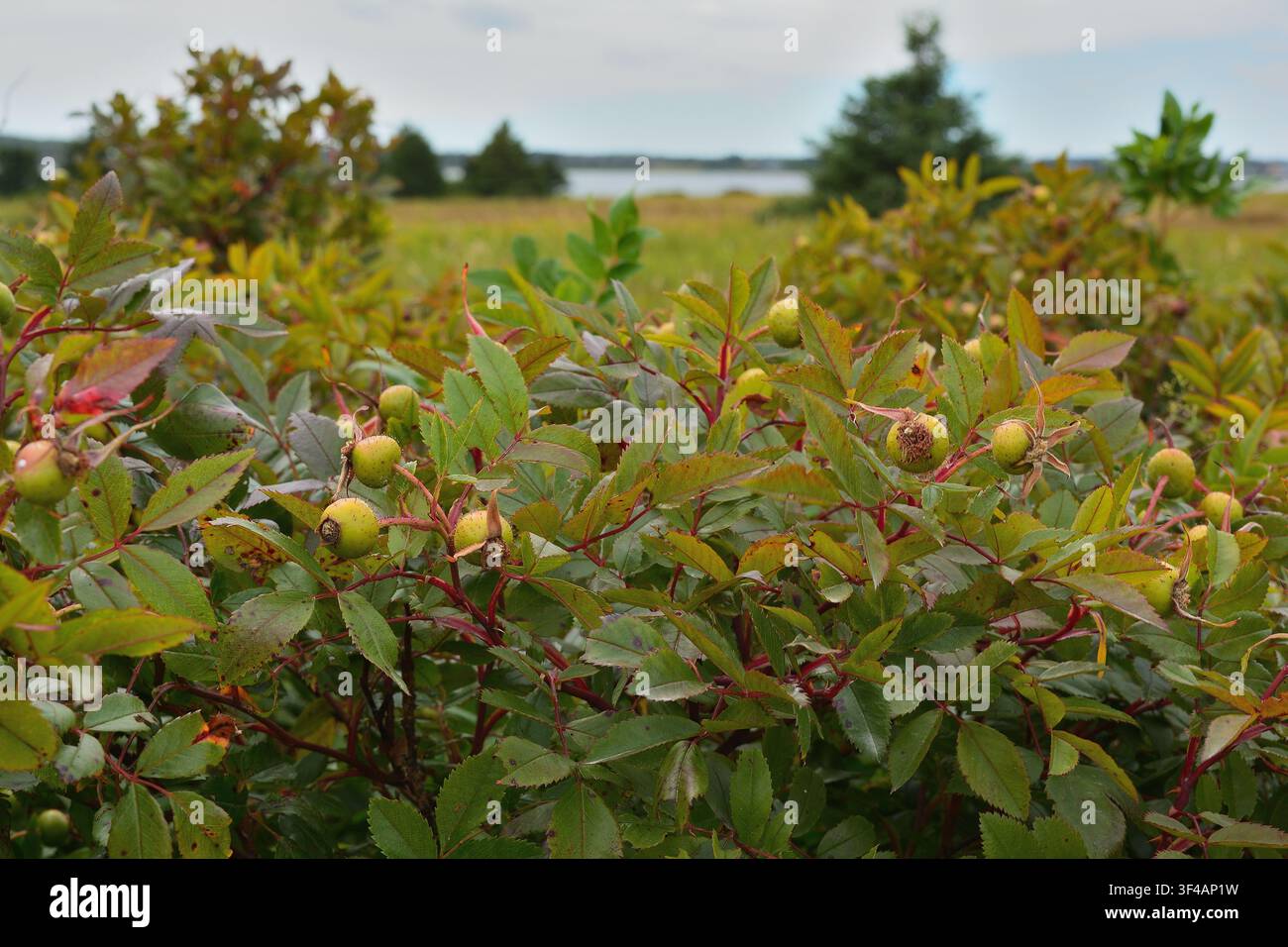 Bacche di rosa selvatica che crescono sugli arbusti costieri con sfondo di prato naturale Foto Stock