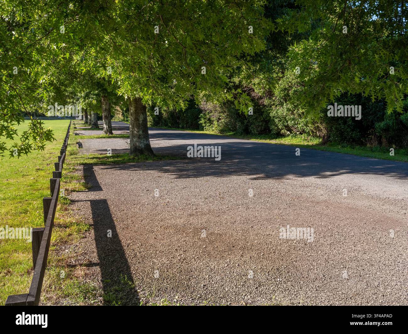 strada, sfondo auto, piastra posteriore automobilistica, tranquilla strada di campagna in ambiente parco fiancheggiata da alberi verdi Foto Stock