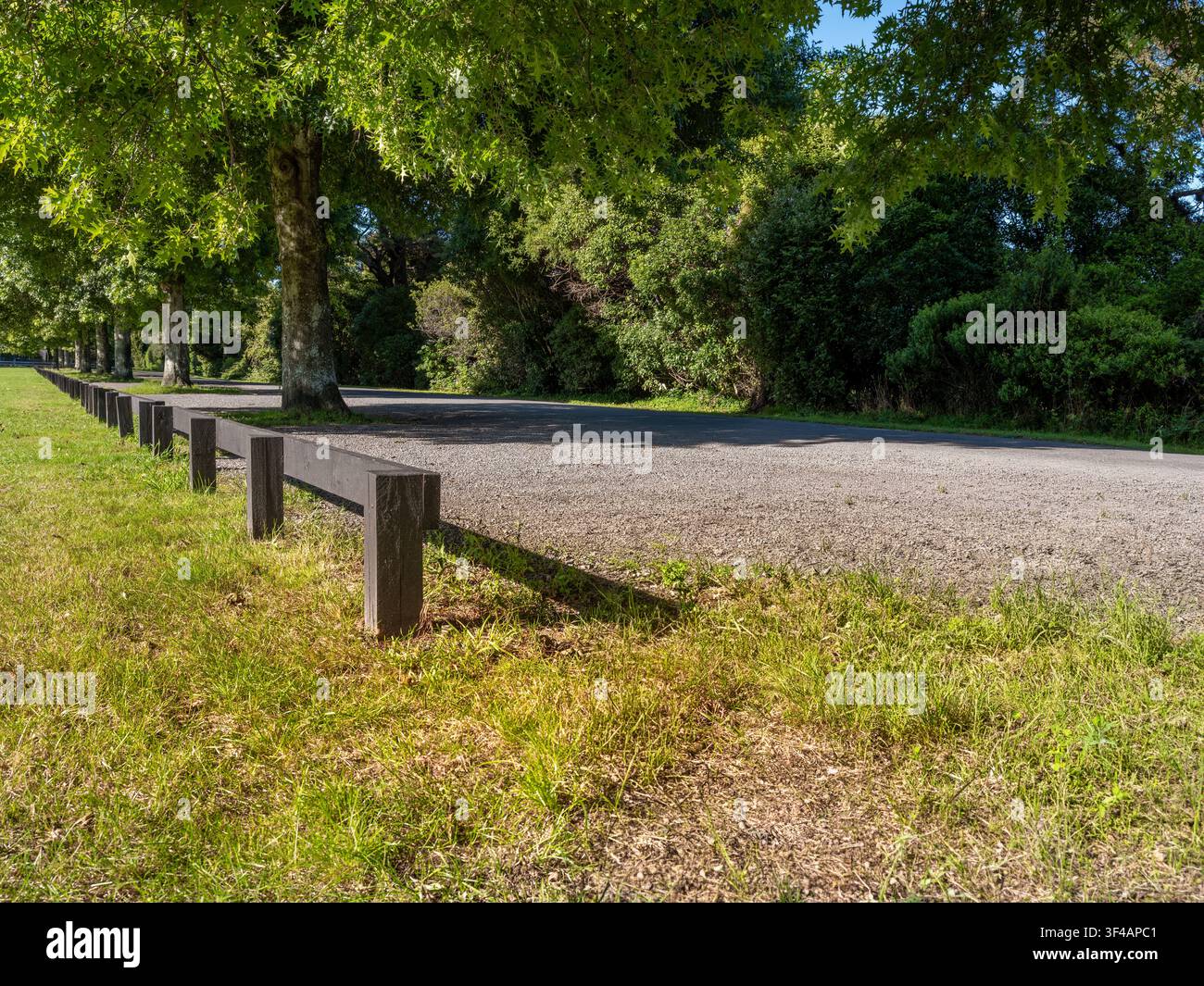 strada, sfondo auto, piastra posteriore automobilistica, tranquilla strada di campagna in ambiente parco fiancheggiata da alberi verdi Foto Stock