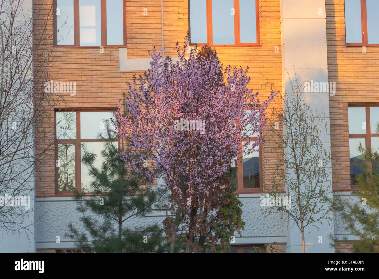 Albero ornamentale Prunus cerasifera Nigra in fiore vicino a un edificio residenziale moderno. Foto Stock