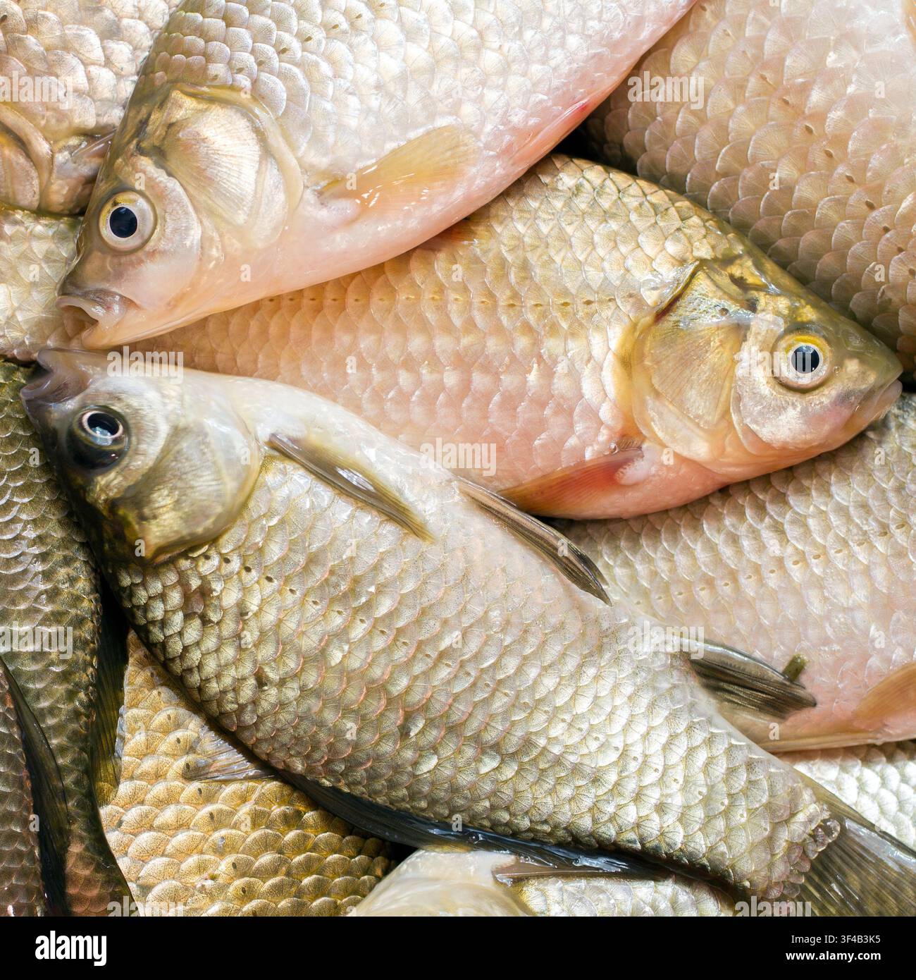 Carpa cruciana primo piano. Pesce fresco vivo. Immagine quadrata. Foto Stock