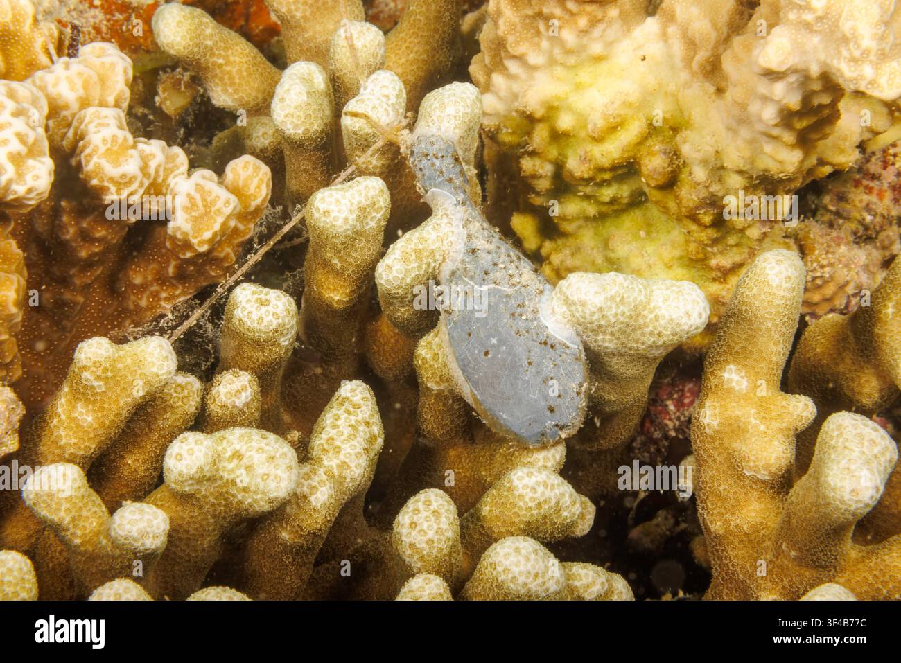 Una colonia di corallo duro cresce attorno a un piombo da pesca e a una lenza monofilamento persa o abbandonata da un pescatore su una barriera corallina a Guam, Micronesia, Maria Foto Stock