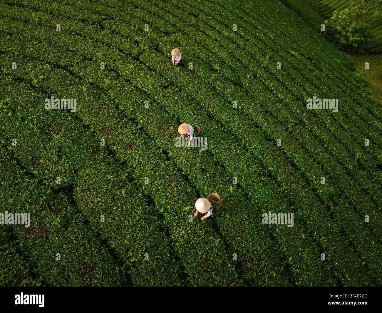 Vista aerea di raccoglitori di tè con cappelli conici che lavorano tra le lussureggianti file di piante di tè sulla collina del tè di Long Coc, Long Coc, Phu Tho, Vietnam. Foto Stock