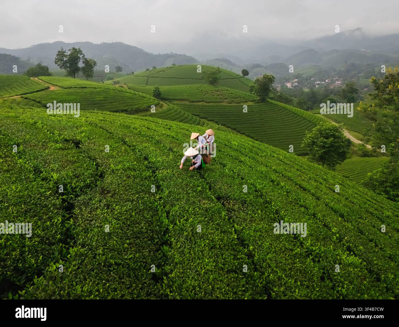 Vista aerea della collina del tè di Long Coc con raccoglitori di tè che indossano cappelli conici tradizionali e lavorano tra le rigogliose colline verdi di Long Coc, Phu Tho, Vi Foto Stock
