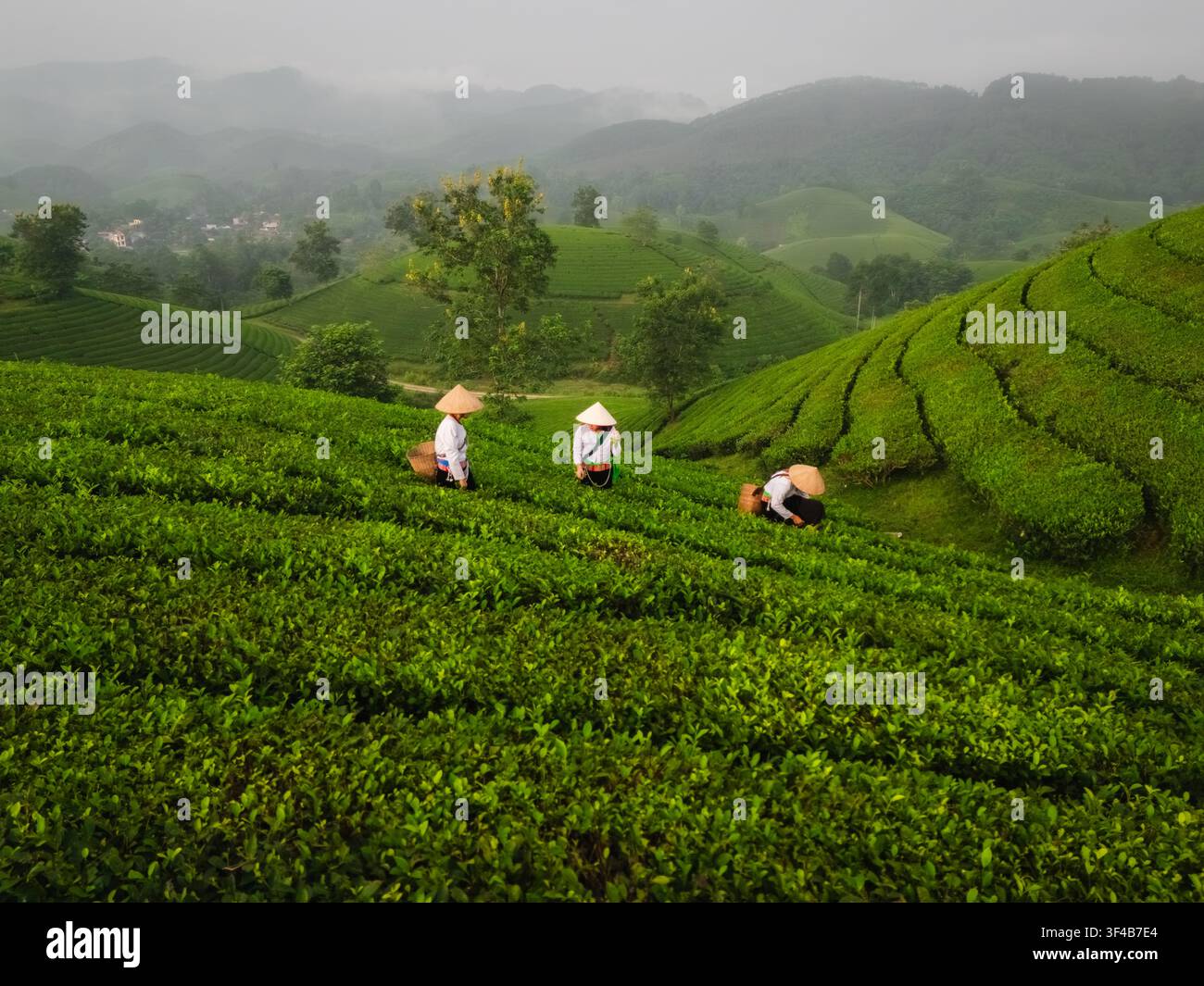 Vista aerea della collina del tè di Long Coc con raccoglitori di tè che indossano cappelli conici e lavorano nelle lussureggianti piantagioni di tè sotto un cielo nebbioso a Long Coc, Phu Th Foto Stock