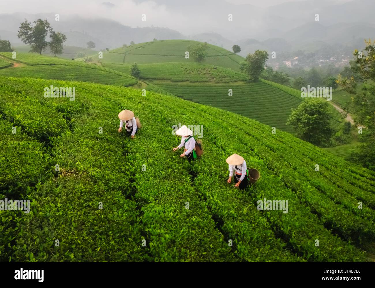 Vista aerea di raccoglitori di tè che indossano cappelli conici tradizionali e lavorano nei rigogliosi campi di tè verdi della collina del tè di Long Coc a Long Coc, Phu Tho, Vietnam. Foto Stock