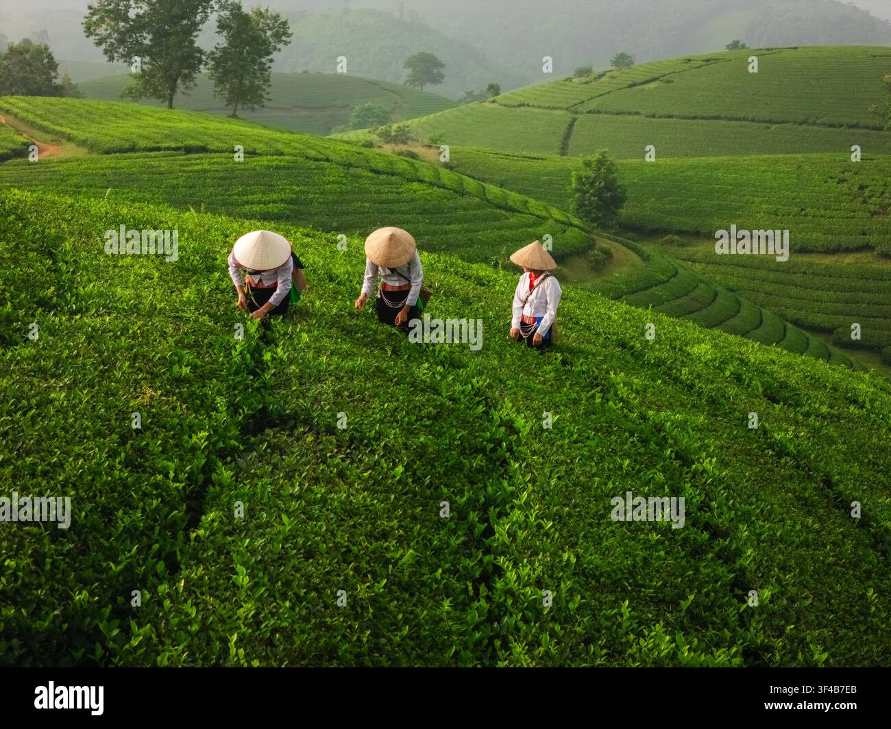 Vista aerea della collina del tè di Long Coc con donne che indossano cappelli a cono e raccolgono foglie di tè sulle rigogliose colline verdi di Long Coc, Phu Tho, Vietnam Foto Stock