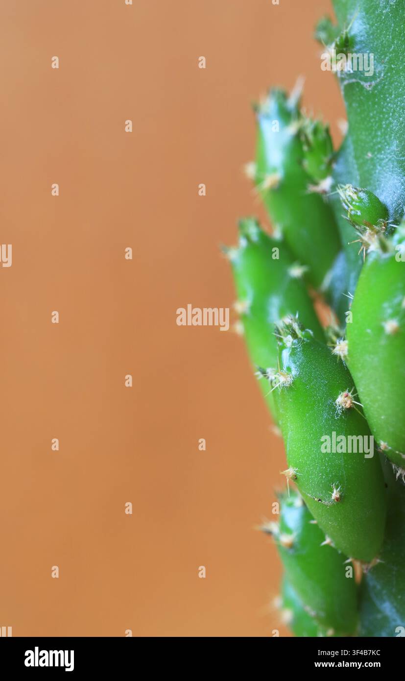 Estremo primo piano di un mini cactus Rhipsalis che rivela modelli geometrici biomorfici Foto Stock