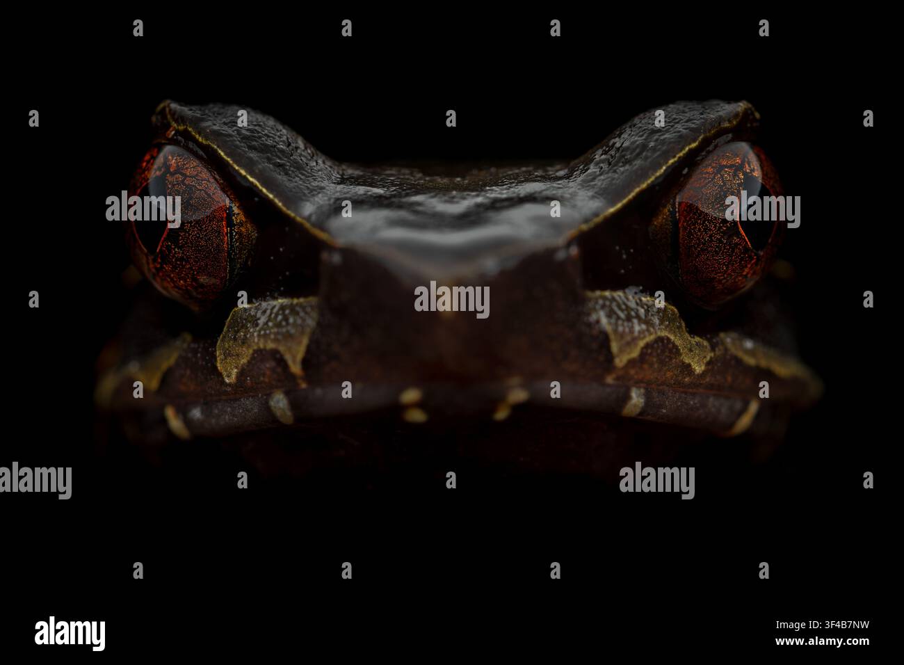 Estremo primo piano di una rana cornuta gigante (Megophrys periosa) che mostra le protuberanze a forma di corno, gli occhi e i dettagli del viso isolati su uno sfondo nero Foto Stock