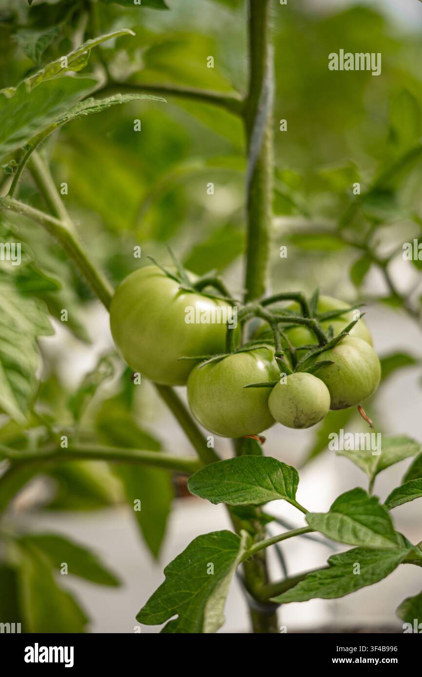 Grappolo di pomodori verdi che crescono sulla vite in una serra moderna Foto Stock