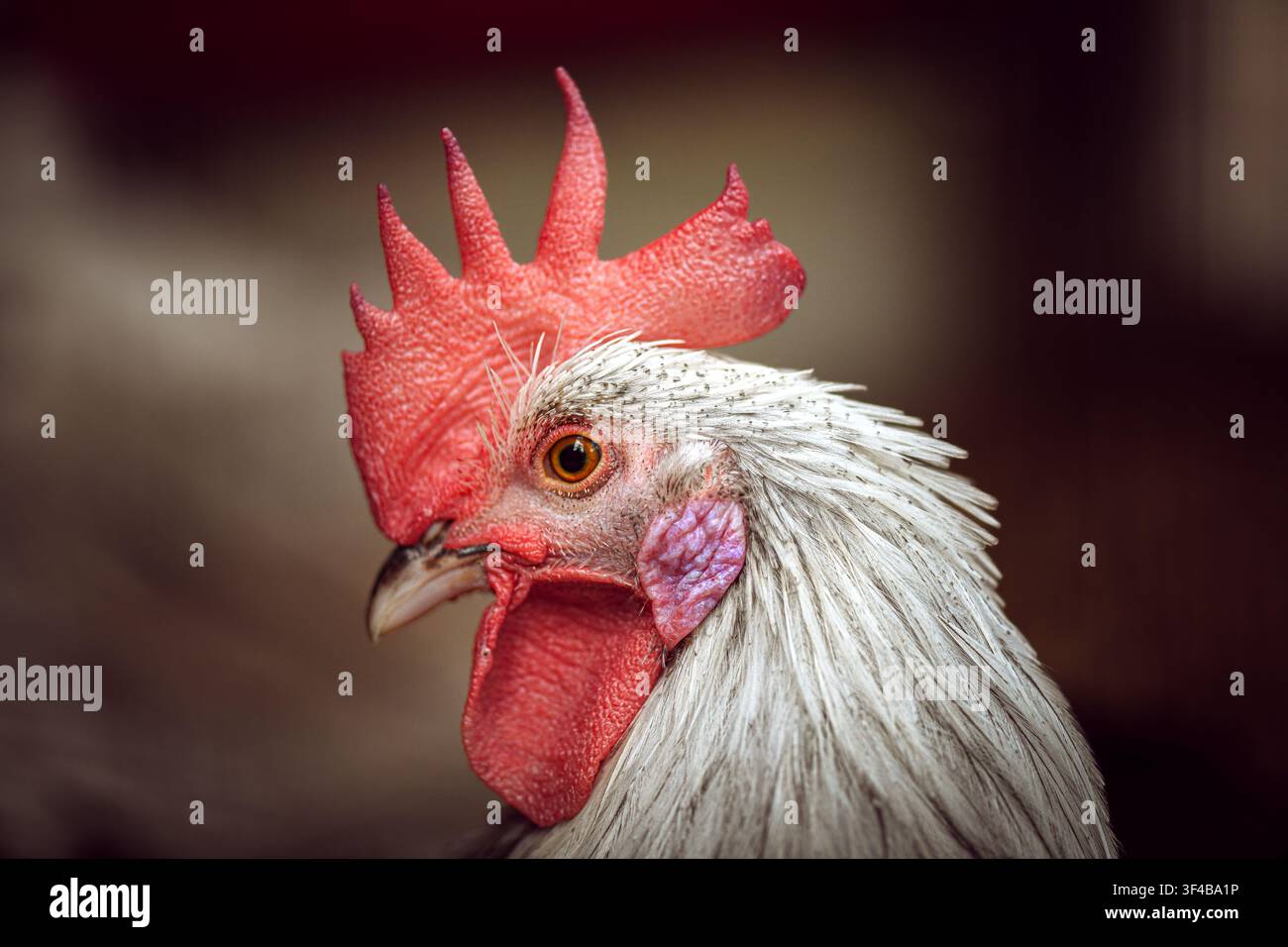 Ritratto ravvicinato di un gallo bianco con cresta rossa e occhio acuto Foto Stock