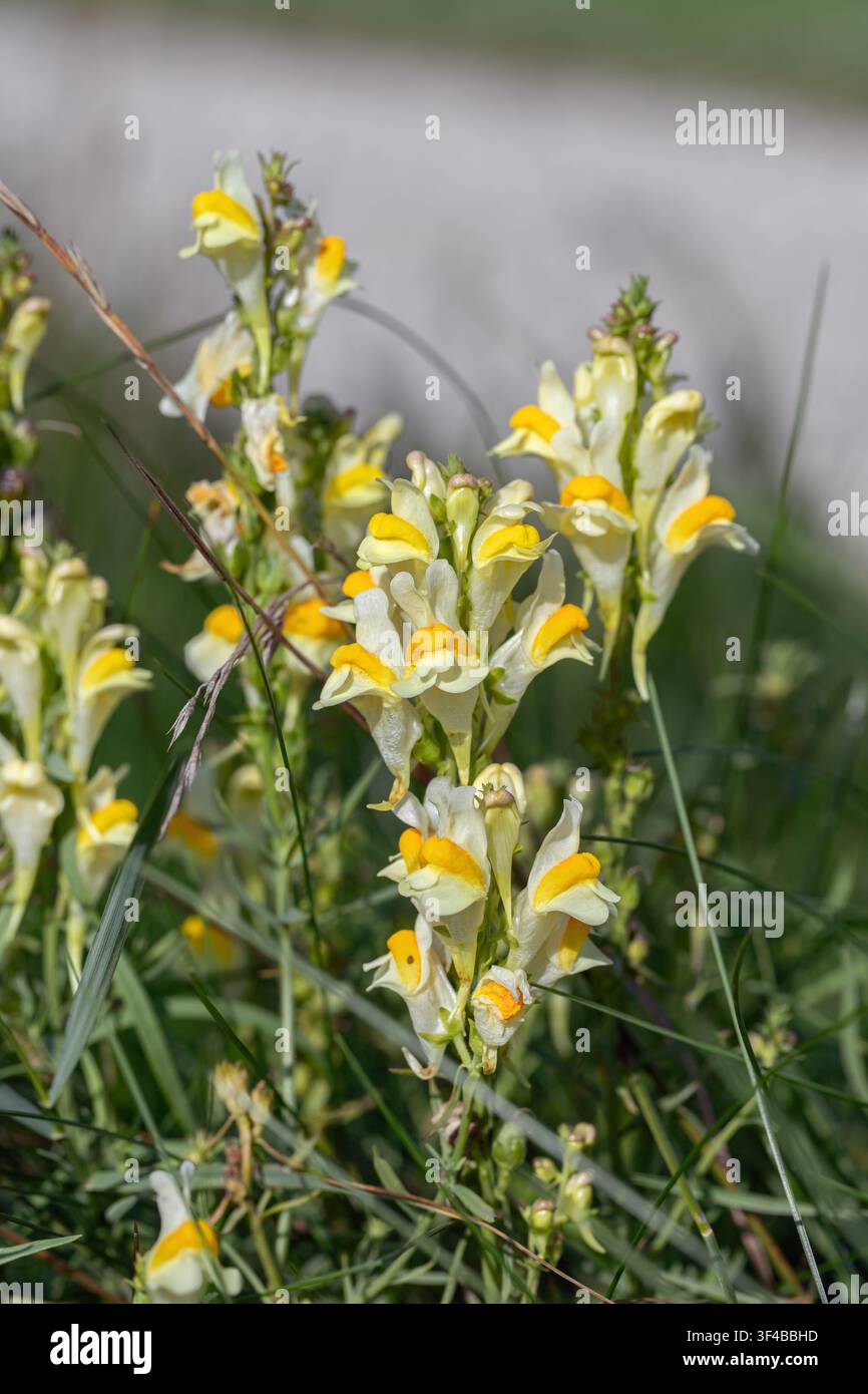 Fiori gialli della linaria comune (Linaria vulgaris). Foto Stock