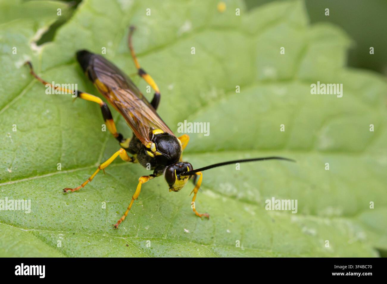 Vespa parassita (Amblyteles armatorius) Foto Stock