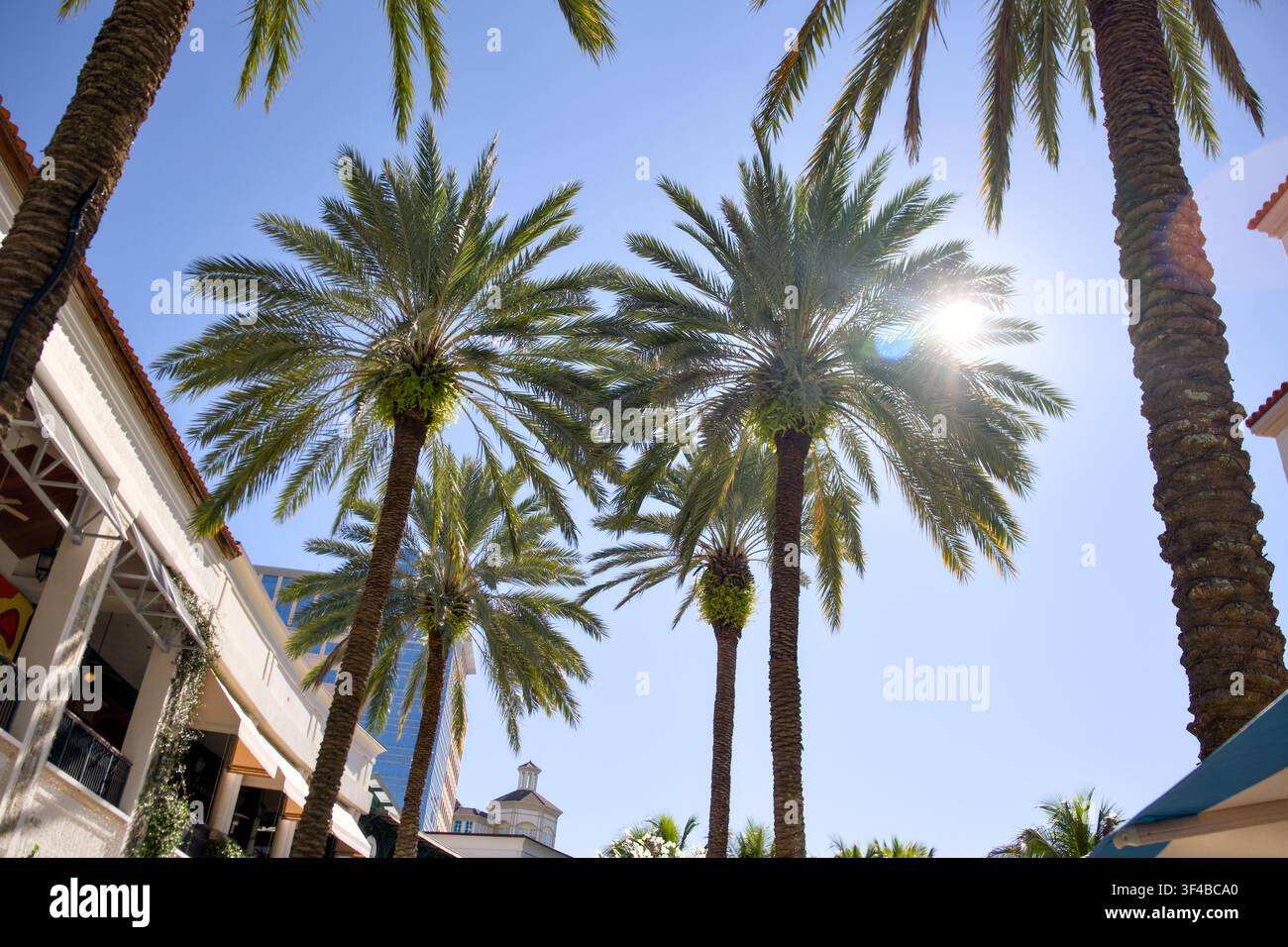 Luce del sole che filtra attraverso file di palme Foto Stock