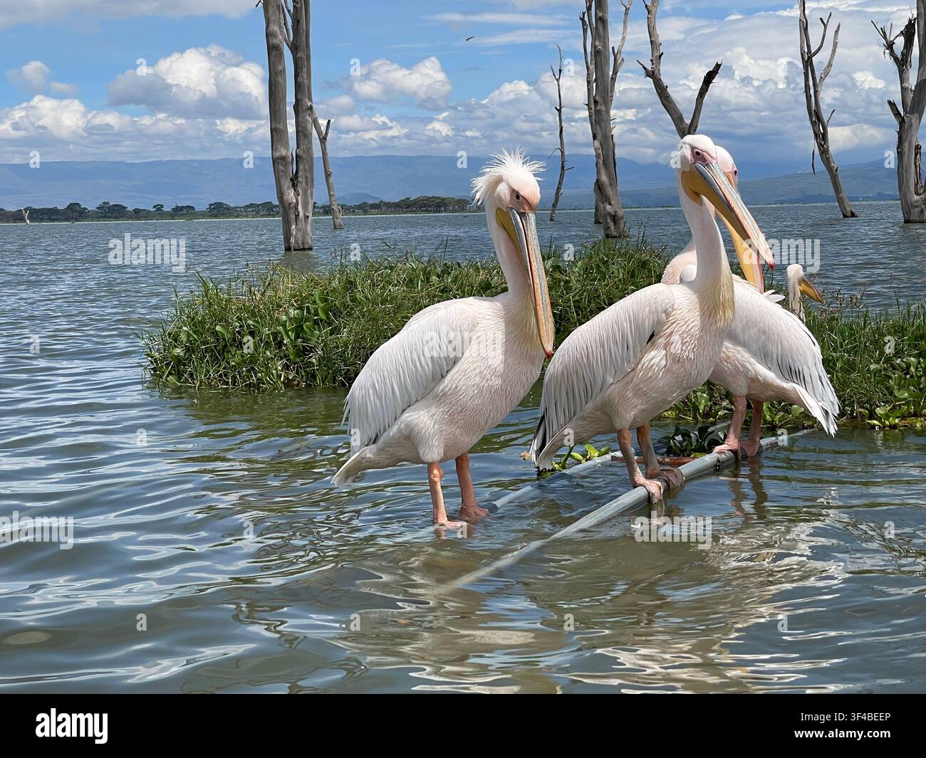 Tre pelicani bianchi in piedi nell'acqua bassa del Crescent Island Game Sanctuary, Lago Naivasha, Kenya. - Immagine stock catturata con smartphone