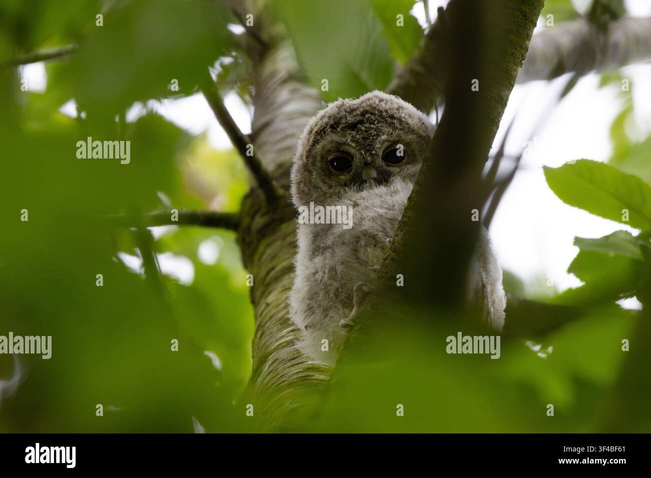 Cucini di gufo maculato che nidificano in un albero, Contea di Durham, Inghilterra, Regno Unito. Foto Stock