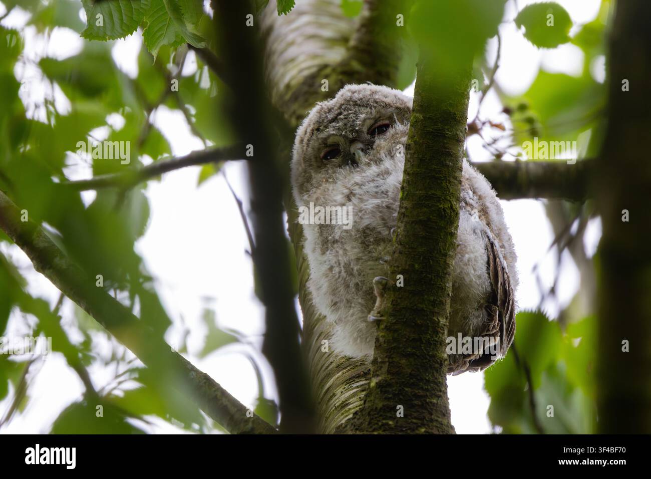Cucini di gufo maculato che nidificano in un albero, Contea di Durham, Inghilterra, Regno Unito. Foto Stock