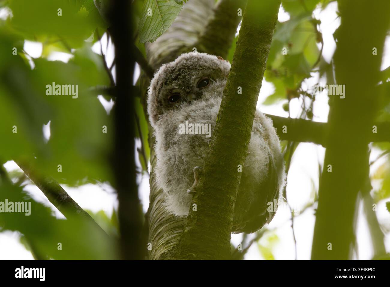 Cucini di gufo maculato che nidificano in un albero, Contea di Durham, Inghilterra, Regno Unito. Foto Stock