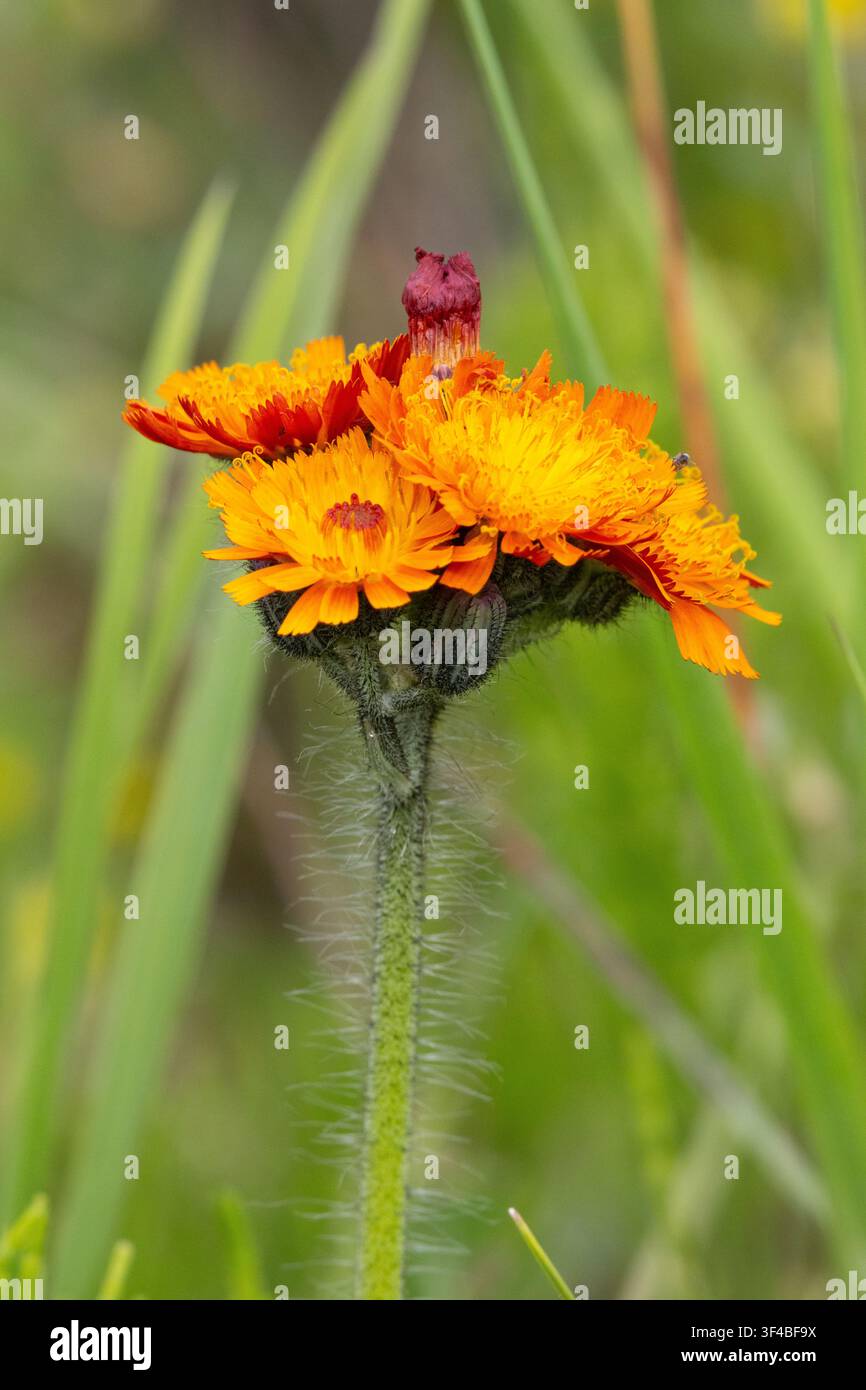 Primo piano di un fiore noto come Fox and Cubs, Inghilterra, Regno Unito. Foto Stock