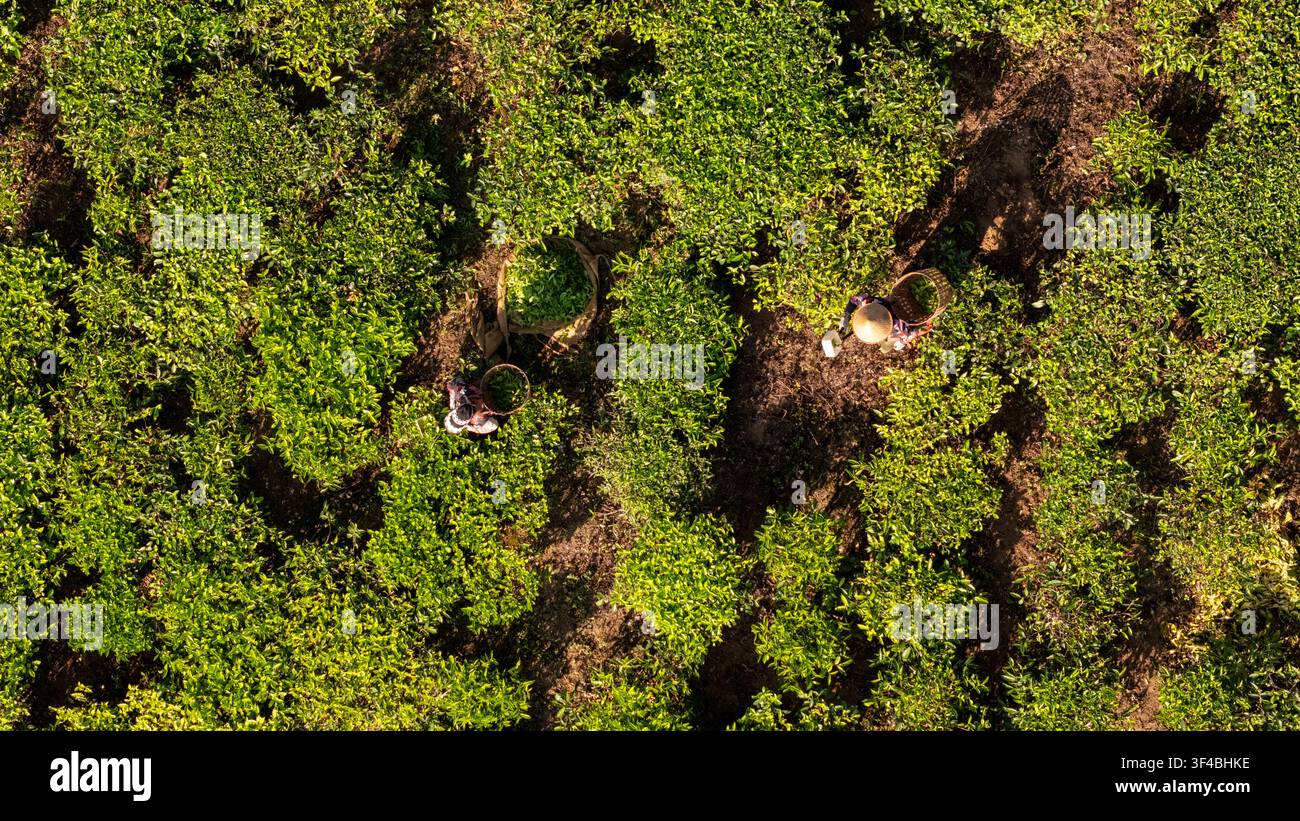 Vista aerea della piantagione di tè di Bedakah con lavoratori che indossano cappelli a cono e raccolgono foglie di tè in cesti tra le lussureggianti file di cespugli di tè a Keca Foto Stock