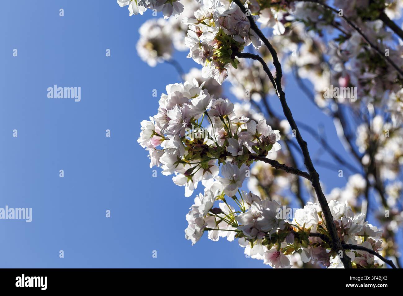 Fiori di ciliegio giapponesi (Prunus), un simbolo di rinnovamento, bellezza e della fugacità della vita, festa Hanami, cielo azzurro, Höxter, Germania Foto Stock