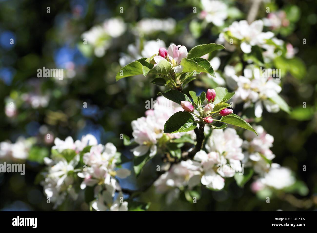 Fiore caratteristico di melo (Malus), primo piano, boccioli e fiori, Detmold, Germania Foto Stock