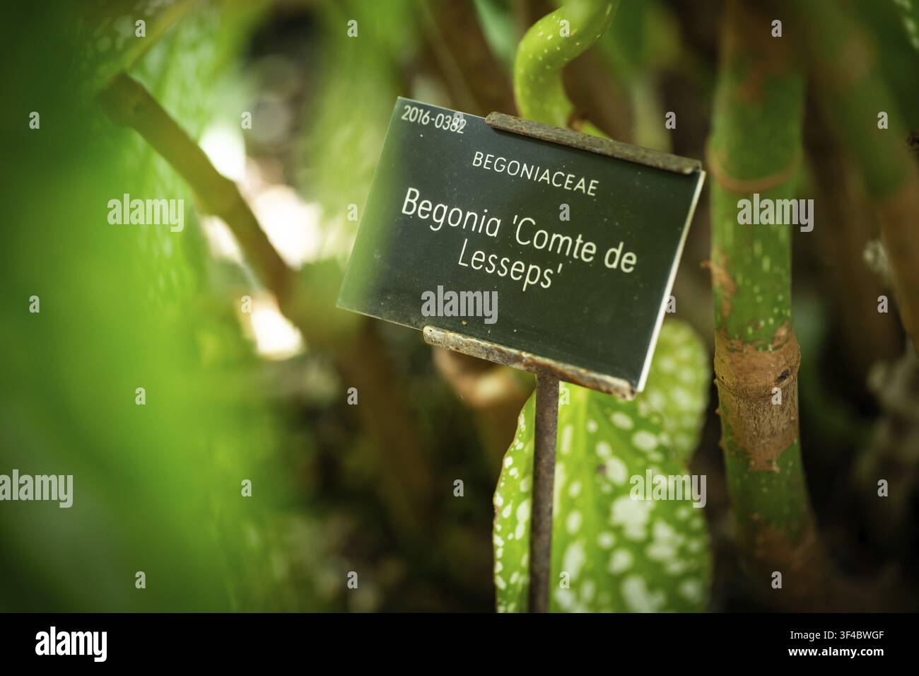 Insegna per la begonia 'Comte de Lesseps' (Begoniaceae) nel Corridoio Tropicale, una serra calda e umida che simula un habitat tropicale, a Che Foto Stock