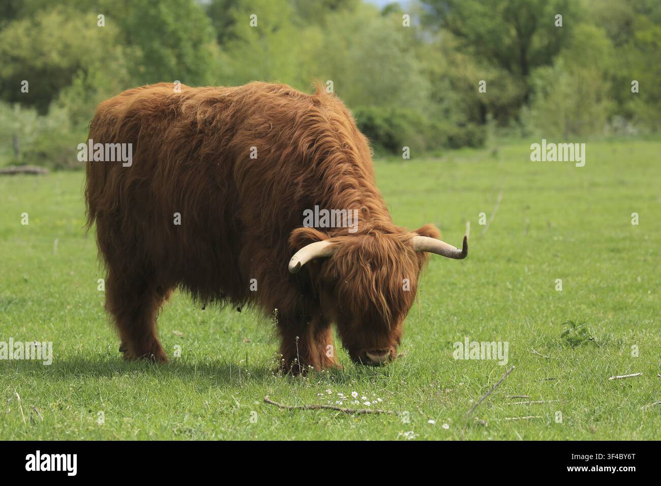 Una mucca delle Highlands con un mantello marrone rossastro e corna pascola tranquillamente in un prato verde, bovini delle Highlands (Bos taurus), un toro in un pascolo, Baden-Wuert Foto Stock