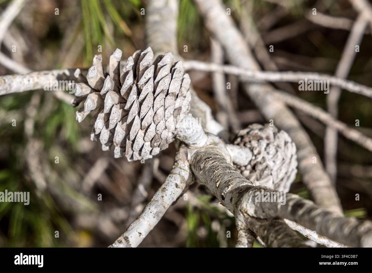 2 coni di pino d'Aleppo essiccati sui rami sottili di un albero in un ambiente boschivo, Riserva Naturale di Randello, Ragusa, Sicilia, Italia Foto Stock