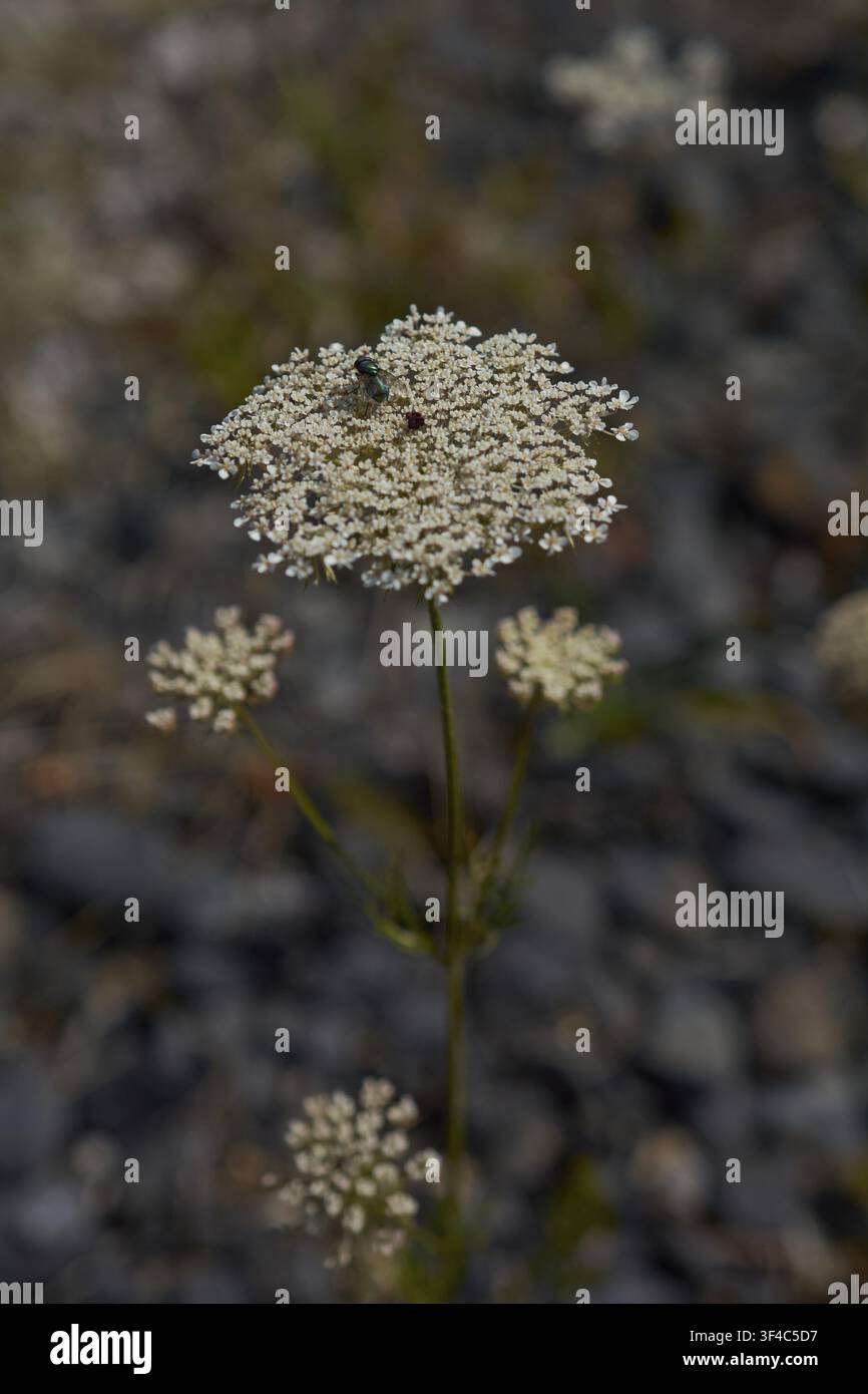 Mosca dei frutti che visita la carota selvatica (Daucus carota), imitazione di vespa, pascolo per api, mosca, pascolo per insetti, amichevole per le api, amichevole per gli insetti, insetto, pianta, Schwäbisch Foto Stock