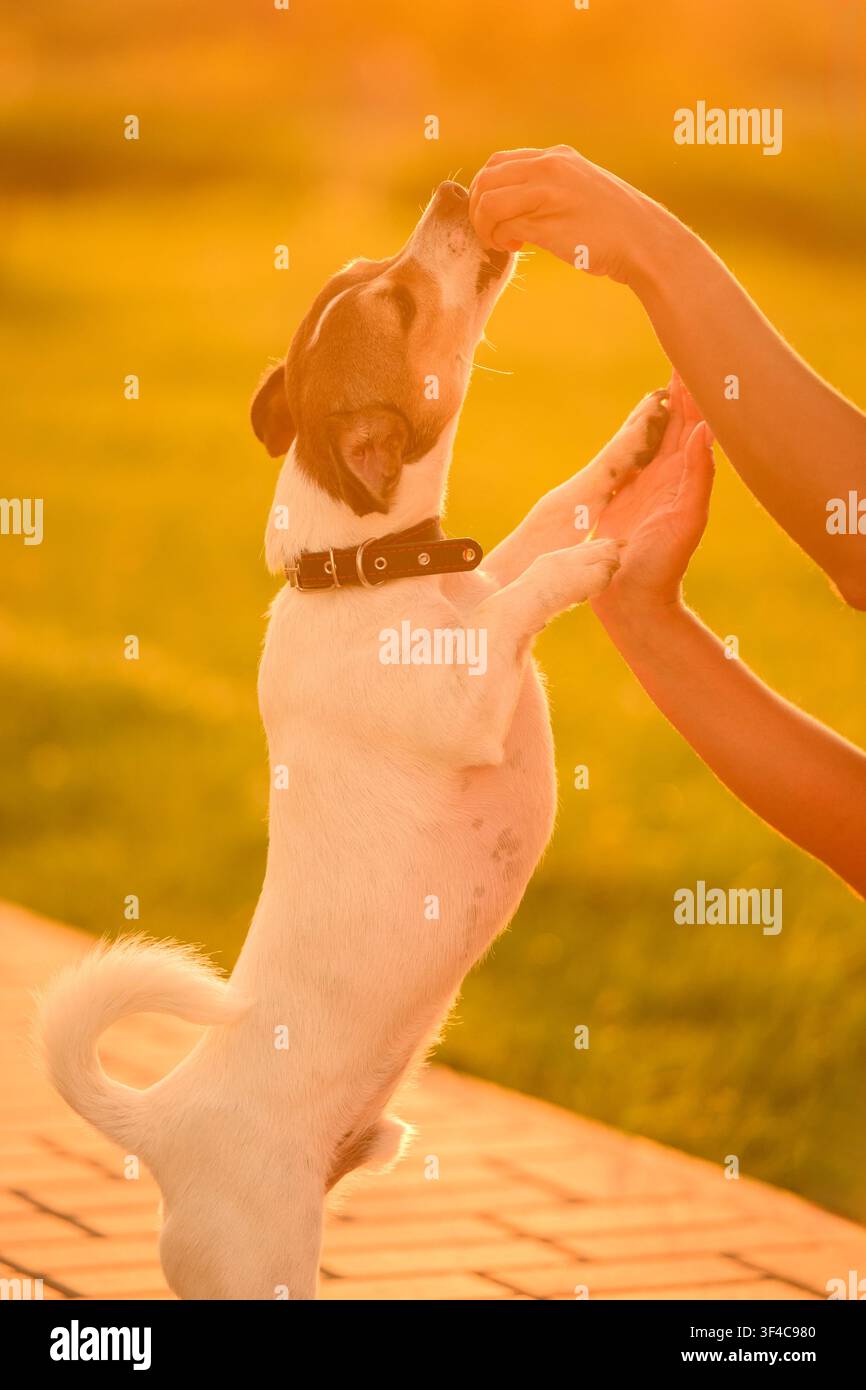 Donna che allena un Jack Russell Terrier durante una passeggiata all'aperto al tramonto, primo piano. Il cane segue i comandi della padrona, dà la zampa, si mette in piedi sulle zampe posteriori. Passeggiata del cane, addestramento degli animali, cura degli animali, premi per cani Foto Stock