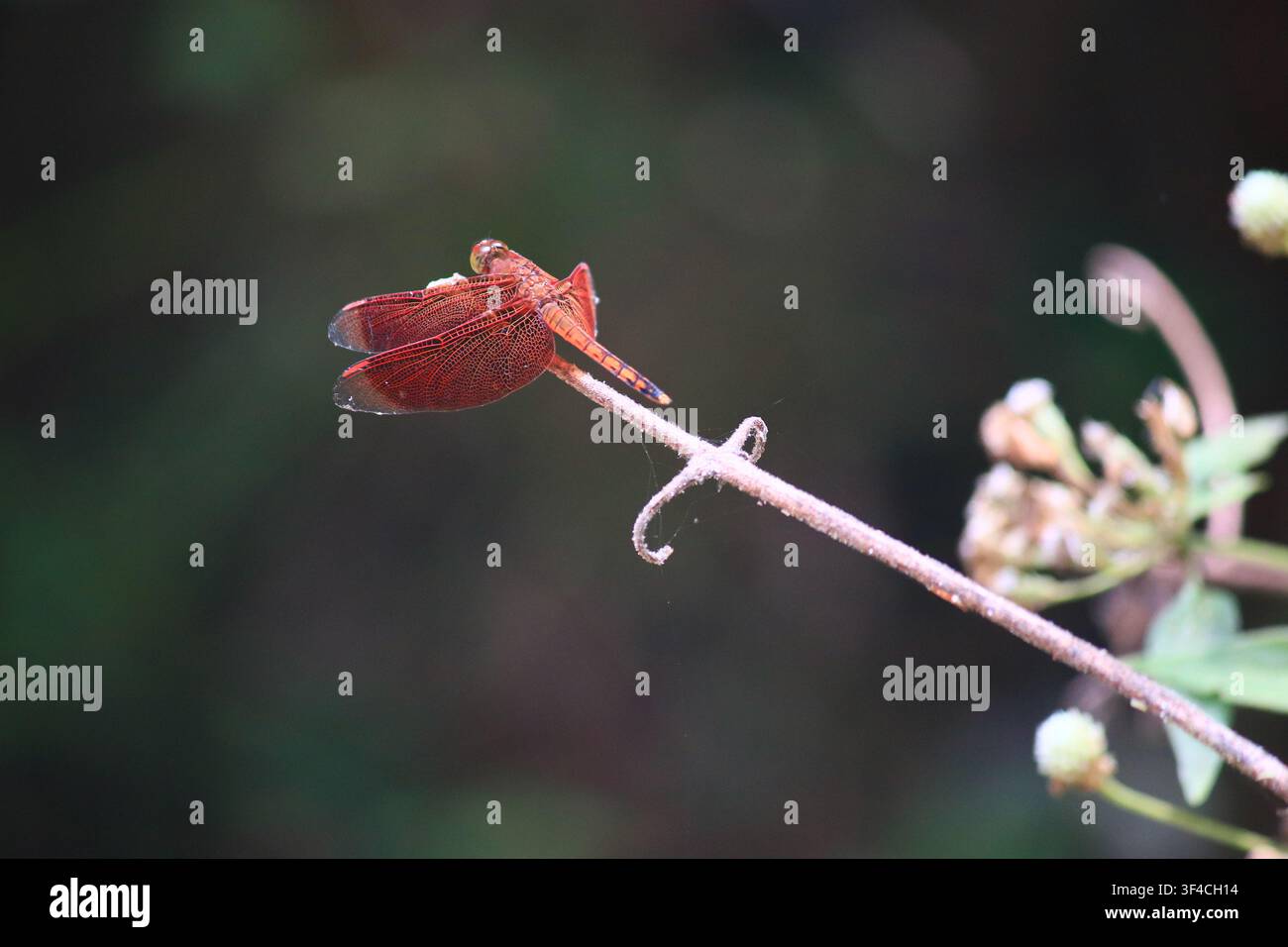 Libellula rossa appollaiata su uno stelo di pianta secca in un habitat naturale tropicale. Foto Stock