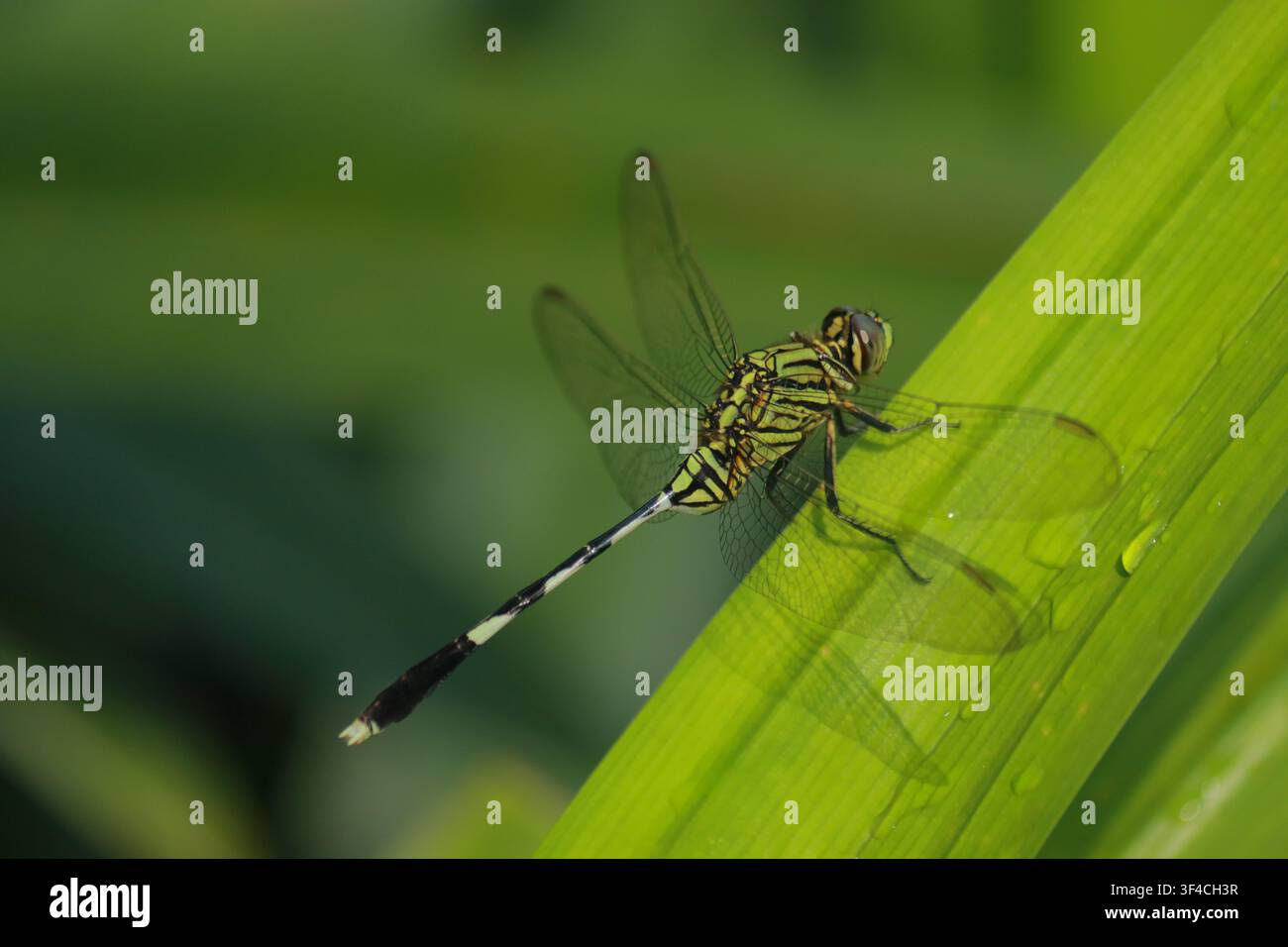 Libellula appollaiata su una foglia verde in un giardino tropicale. Foto Stock