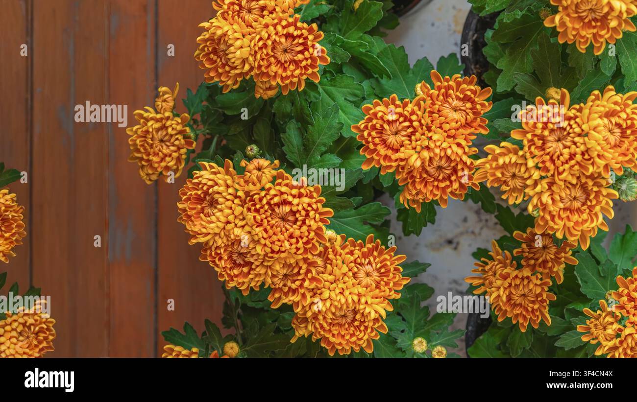 Fiori di crisantemo arancione brillante circondati da una vegetazione verde rigogliosa. Sfondo floreale dettagliato adatto per il giardinaggio autunnale, decorazione stagionale Foto Stock