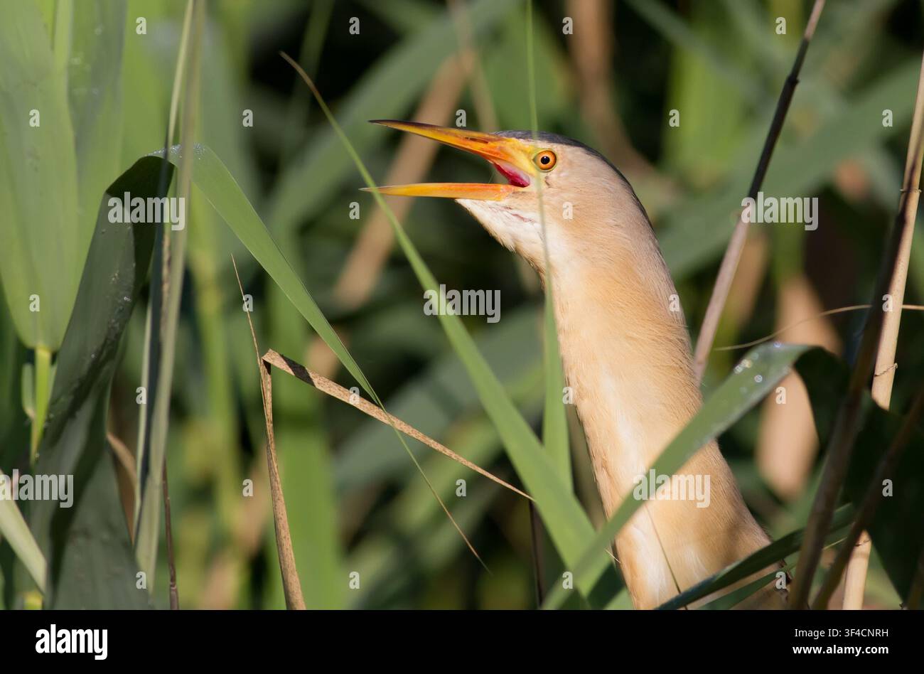 Gallinella d’acqua maschio (Ixobrychus minutus) che canta con il becco aperto circondato da foglie di canna verde brillante nella natura selvaggia. Foto Stock
