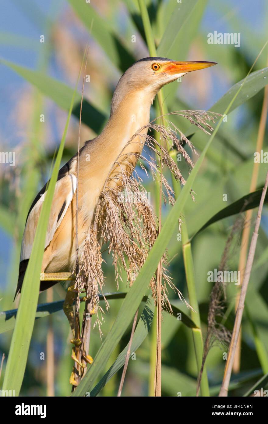 Martin pescatore nano (Ixobrychus minutus) appollaiato in una fitta macchia di canne in un ambiente naturale soleggiato. Foto Stock