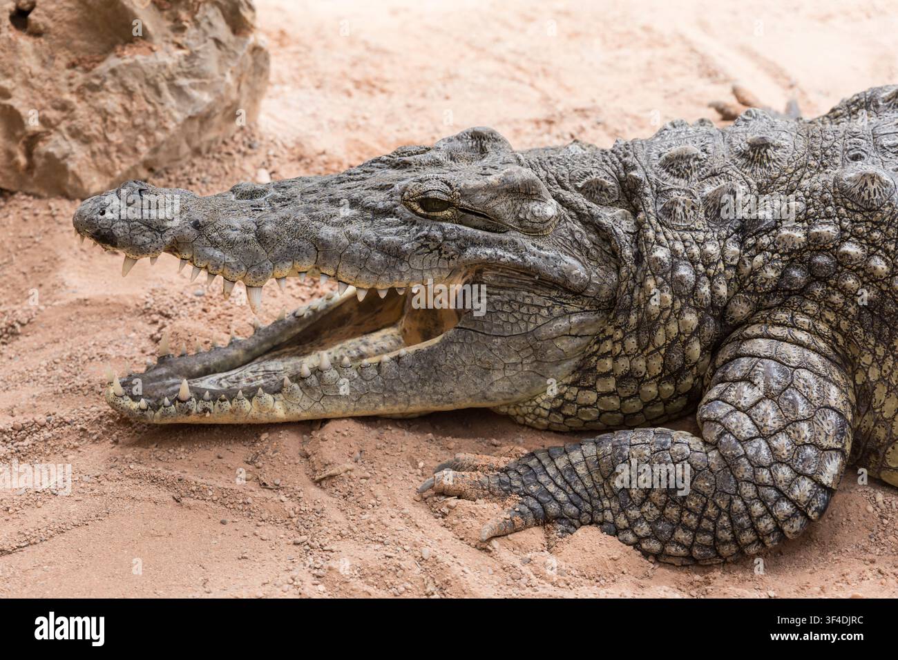 Una vista ravvicinata di profilo di un grosso coccodrillo che riposa su terreno asciutto e sabbioso con la bocca leggermente aperta, mostrando i suoi denti affilati e la spessa pelle squamosa corazzata. Foto Stock