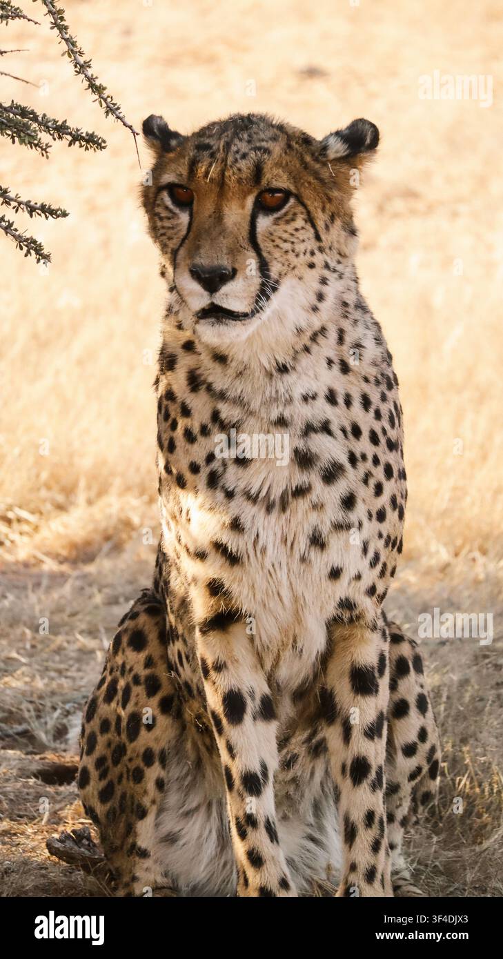 Ghepardo seduto sull'erba secca nella savana namibiana, la luce del sole evidenzia il suo mantello maculato e l'espressione vigile. Foto Stock